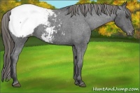 Horse Color:Smoky Black Appaloosa 