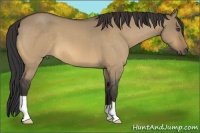 Horse Color:Buckskin Roan Dun