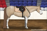 Horse Color:Grullo Pearl Sabino
