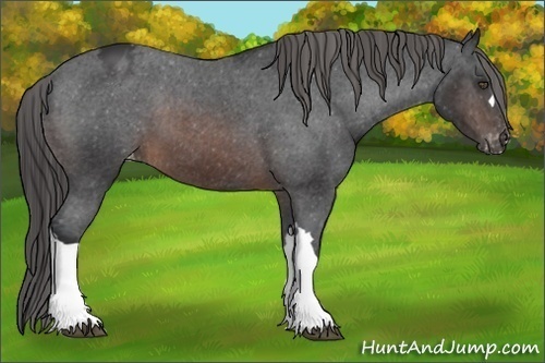Horse Color:Brown Appaloosa
