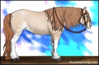 Horse Color:Buckskin Pearl Sabino