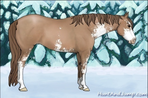 Horse Color:Black Pearl Sabino