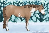 Horse Color:Black Pearl Sabino 