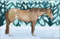 Horse Color:Black Pearl Sabino