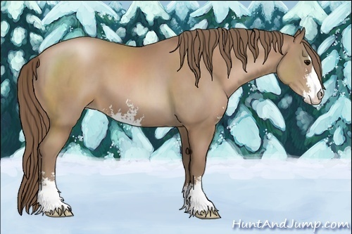 Horse Color:Black Pearl Sabino