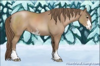 Horse Color:Black Pearl Sabino