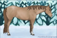 Horse Color:Black Pearl Sabino