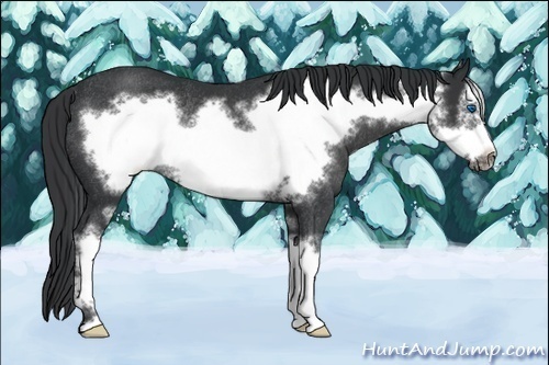 Horse Color:Black Sabino Frame Rabicano 