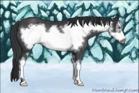 Horse Color:Black Sabino Frame Rabicano 