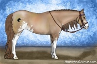 Horse Color:Black Pearl Sabino 