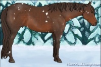 Horse Color:White Spotted Liver Chestnut Sabino