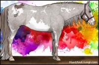 Horse Color:Liver Chestnut Sabino Frame Varnish Rabicano