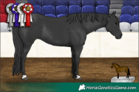 Horse Color:Black Rabicano