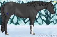 Horse Color:Smoky Black 