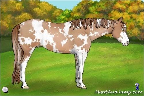 Horse Color:White Spotted Bay Pearl Sabino 