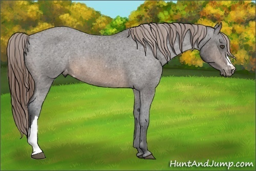Horse Color:Buckskin Appaloosa 