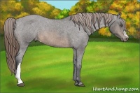 Horse Color:Buckskin Appaloosa 