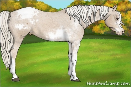 Horse Color:Palomino Sabino Appaloosa 