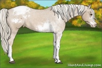 Horse Color:Palomino Sabino Appaloosa 