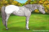 Horse Color:Smoky Grullo Snowcap