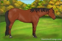 Horse Color:Bay Sabino