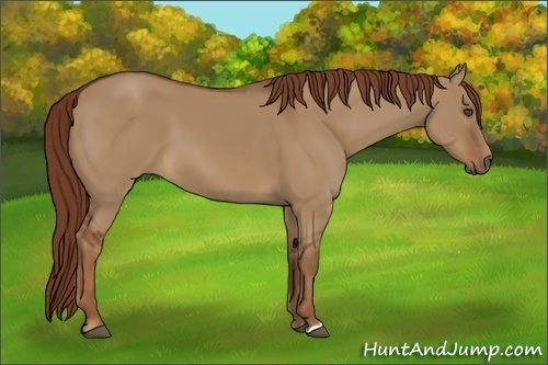 Horse Color:Unknown 