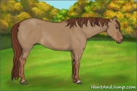 Horse Color:Unknown 
