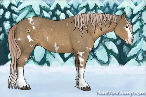 Horse Color:White Spotted Chocolate Palomino Splash 