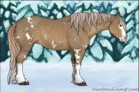 Horse Color:White Spotted Chocolate Palomino Splash