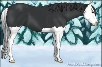 Horse Color:Black Splash 