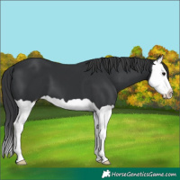 Horse Color:Black Splash 