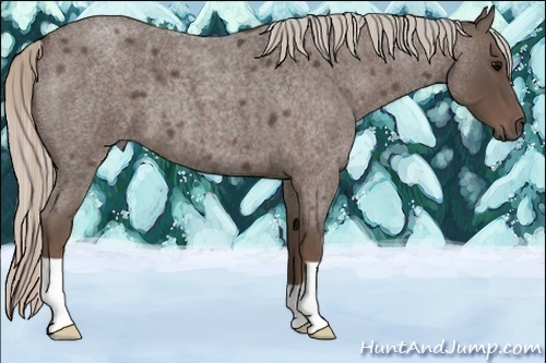 Horse Color:Silver Blue Roan 