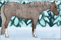 Horse Color:Silver Blue Roan 