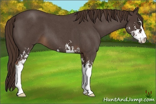 Horse Color:Liver Red Roan Sabino