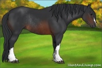 Horse Color:Brown Rabicano 