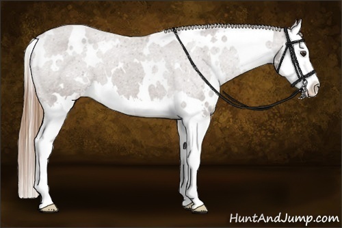 Horse Color:White Spotted Liver Chestnut Splash Appaloosa 