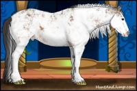 Horse Color:Buckskin Sabino