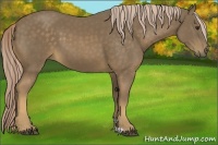 Horse Color:Chocolate Palomino 