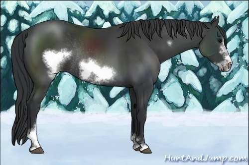 Horse Color:Black Sabino Frame Rabicano 