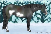 Horse Color:Black Sabino Frame Rabicano 