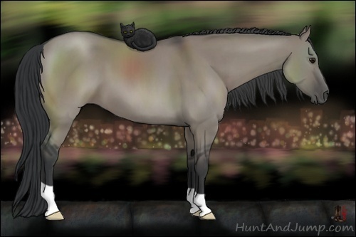 Horse Color:Grullo 