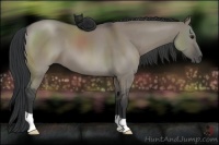 Horse Color:Grullo 