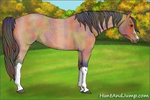 Horse Color:Nacre Bay Roan