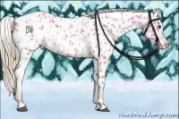 Horse Color:Watercolor Red Roan Appaloosa