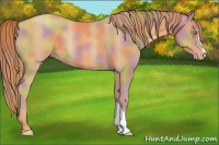 Horse Color:Nacre Gold Champagne