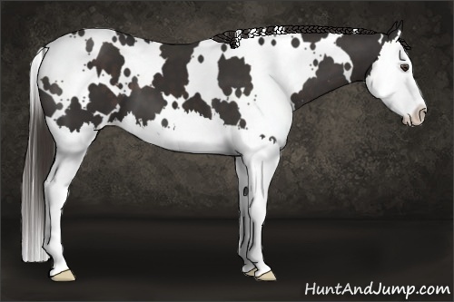Horse Color:White Spotted Liver Chestnut Splash 