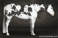 Horse Color:White Spotted Liver Chestnut Splash 