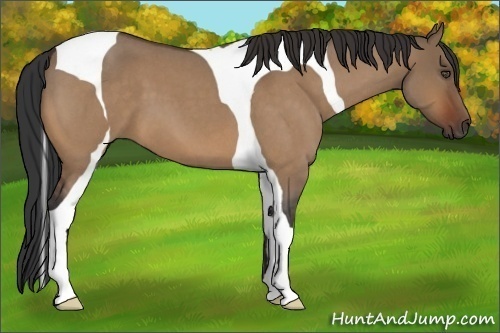Horse Color:Bay Roan Dun Tobiano