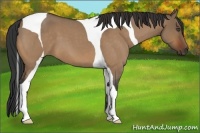 Horse Color:Bay Roan Dun Tobiano