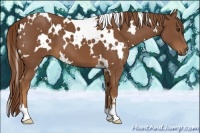 Horse Color:White Spotted Chestnut 